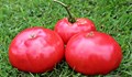 Източват европейски пари чрез полета с домати