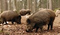 Установиха африканска чума в Просена и в Мечка