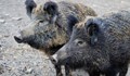 Нови огнища на Африканска чума в Русенско