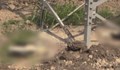 Близо 20 мъртви щъркела са открити в Бургаско