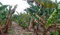 „Панамска болест” може да унищожи цели сортове банани