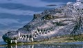 Крокодил изяде десетгодишно дете във Филипините