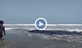 Местни жители в Перу избутаха във водата заседнал кит