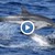 Делфини танцуват във Варненския залив