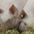 Кой е виновен за свинската касапница в България?