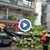 Дърво се стовари върху коли във Варна Дърво се стовари върху коли във Варна