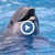 Бебе-делфинче почина в делфинариума във Варна