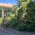 10-метрово дърво се стовари върху коли в Слънчев бряг