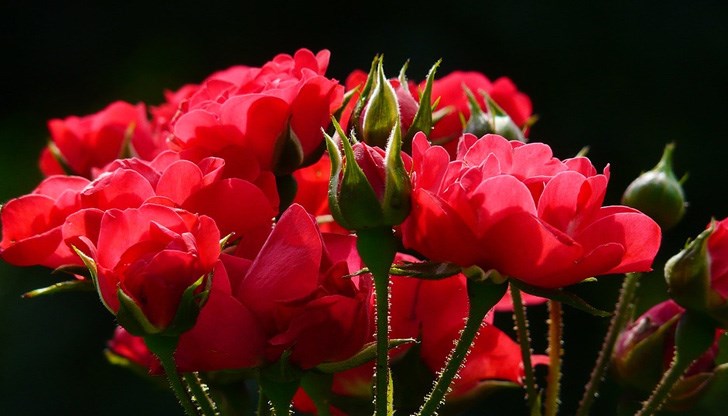 Честото поливане с малко вода е вредно