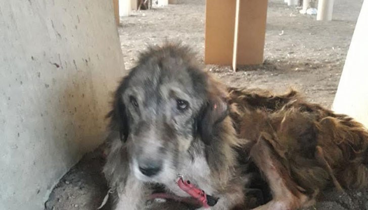 Животинката е кожа и кости