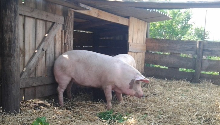 Отказват прасетата им да бъдат преброени