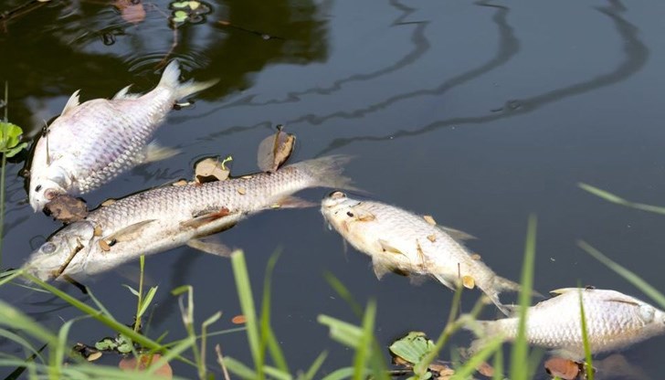 Получен е сигнал от рибар за плуваща мъртва риба във водите на реката под крепостта Царевец