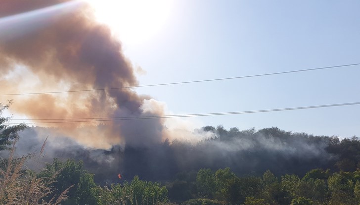 Край русенските квартали гори борова гора