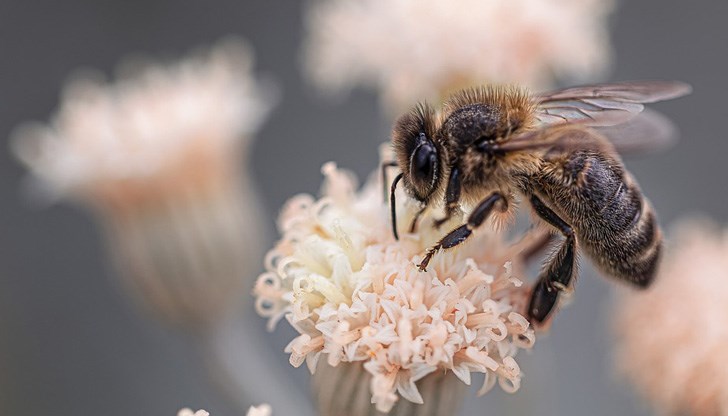Необичаен дипломатичен скандал се разрази между Турция и Великобритания