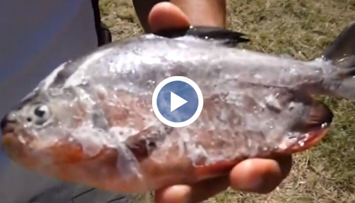 Горки прибра хищната риба във фризера, за да я препарира и да му остане за спомен