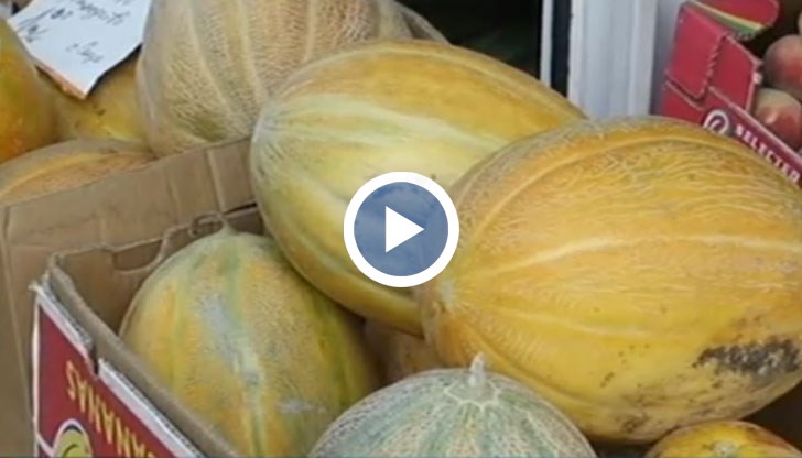 36-годишният Красимир ще участва в състезанието за най-голям пъпеш в село Българево