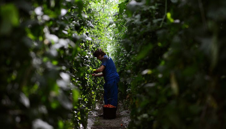 Това обяви изпълнителният директор на Фонд "Земеделие" Васил Грудев Това обяви изпълнителният директор на Фонд "Земеделие" Васил Грудев