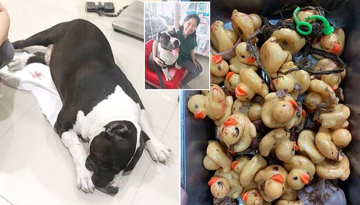 Лакомото куче вече си е у дома след направена операция Лакомото куче вече си е у дома след направена операция