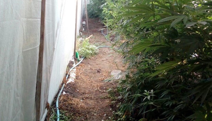 Височината на растенията стига до 3,5 метра