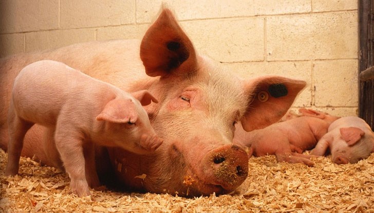 Компанията иска да отглежда 1000 свине - майки