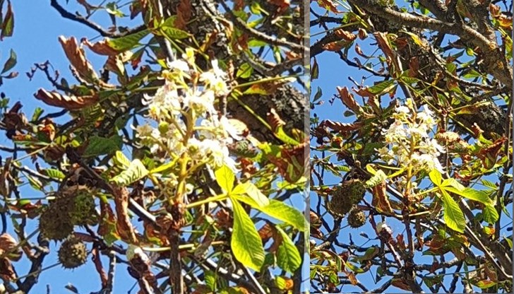 Есенният цъфтеж на дърветата е сигурна поличба, че зимата ще бъде люта, твърдят стари русенци