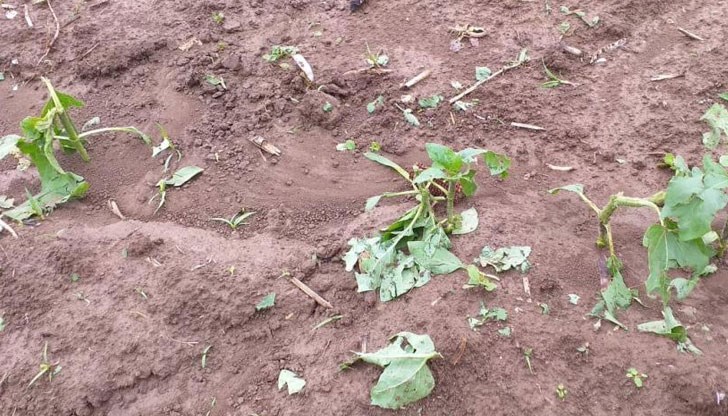 Сред унищожената продукция има ечемик - 690 дка, слънчоглед - 670 дка, пшеница- 370 дка, както и 25 дка пипер Сред унищожената продукция има ечемик - 690 дка, слънчоглед - 670 дка, пшеница- 370 дка, както и 25 дка пипер