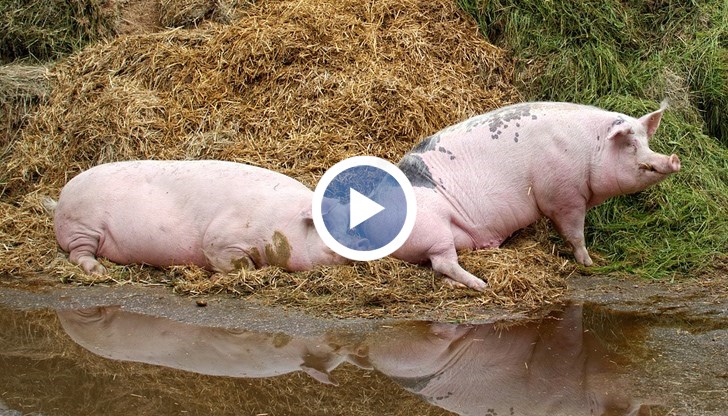 Много бумащина и подписи са необходими, за да могат хората да получат подпомагането