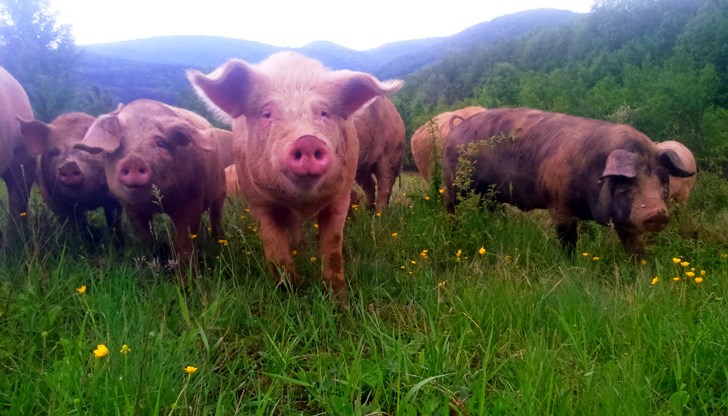 Пробите са от трупове на две диви свине, престояли от дълго време в местност между селата Змеица и Борино