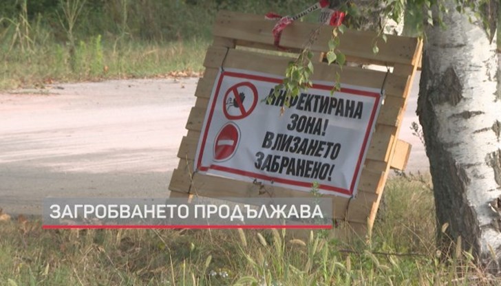 Започна умъртвяването на 17 500 животни Започна умъртвяването на 17 500 животни