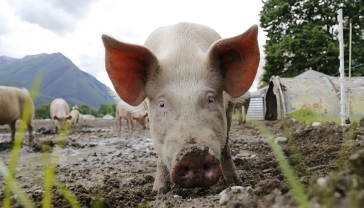Да накараш човек да си убие поминъка е брутално. Поне трябва смислено да му се обясни защо трябва да пукне зимата от глад Да накараш човек да си убие поминъка е брутално. Поне трябва смислено да му се обясни защо трябва да пукне зимата от глад