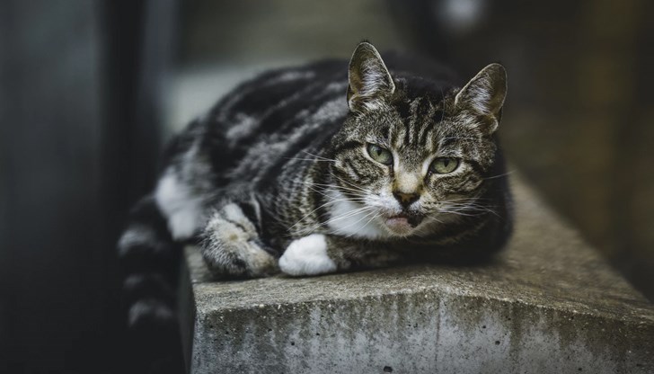 Котката била заловена след петчасово търсене, защото се скрила в канализационните тръби Котката била заловена след петчасово търсене, защото се скрила в канализационните тръби