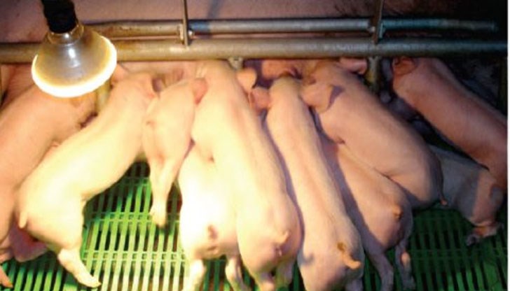 Четири са новите случаи при диви свине в областите Русе, Видин и София-област