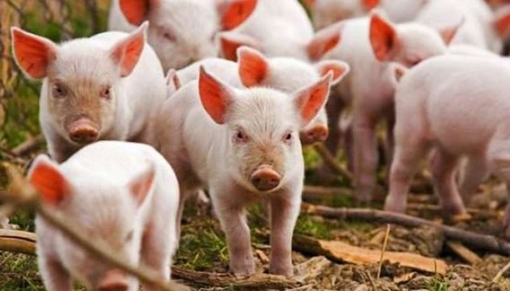 За толкова пари е възложената държавна поръчка За толкова пари е възложената държавна поръчка