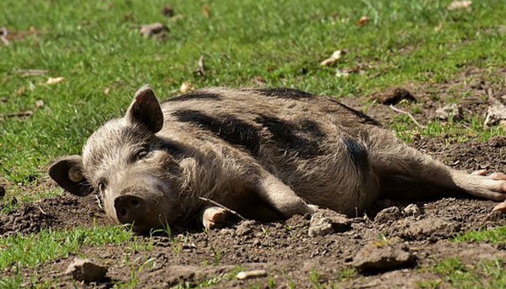 Стопаните на домашни прасета трябва да ги изколят в най-кратък срок, заяви заместник - областният управител Стопаните на домашни прасета трябва да ги изколят в най-кратък срок, заяви заместник - областният управител