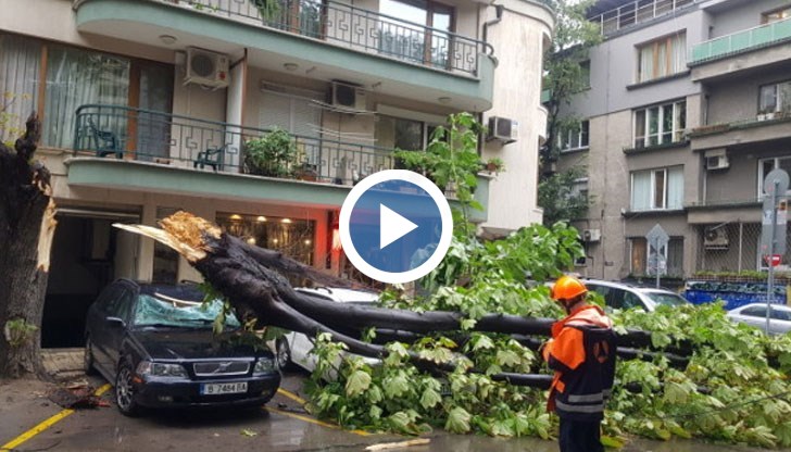 Жители на морската столица сами преместиха голямо дърво от пътя