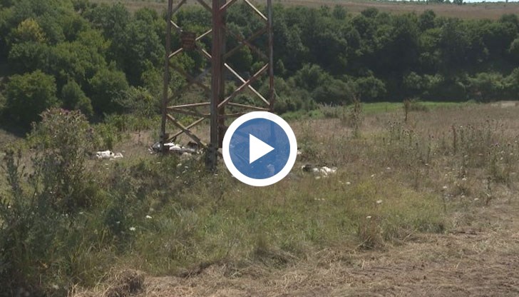 РИОСВ - Варна открива 27 покосени птици