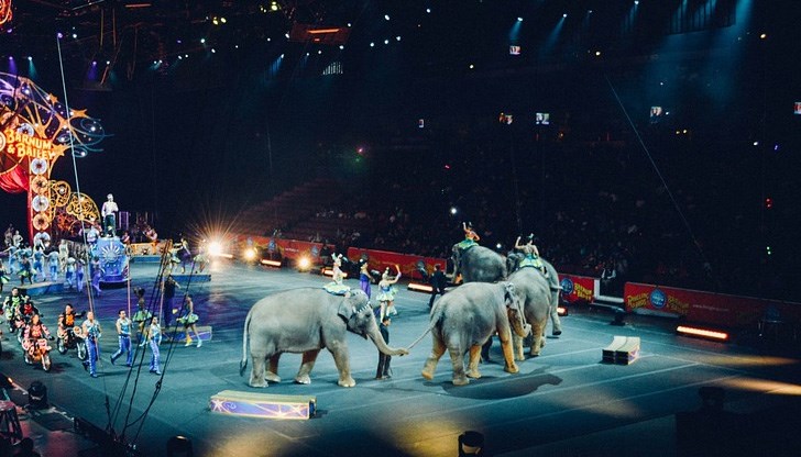 За слоновете Рамболин, Лара, Джунга и Джени са платени 11 милиона крони (1,6 милиона долара)