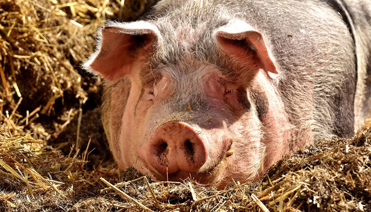 Те сами са умъртвили прасетата си Те сами са умъртвили прасетата си