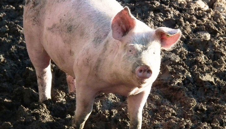 Нов случай на африканска чума по свинете в Пловдивско и в Ловеч