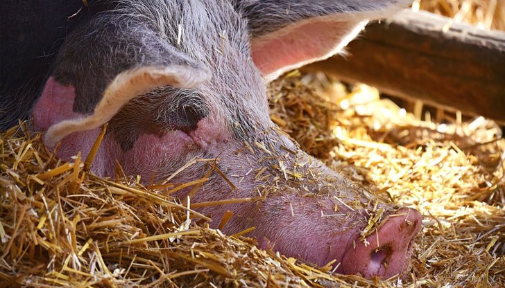 България е десетата европейска държава, засегната от заразата