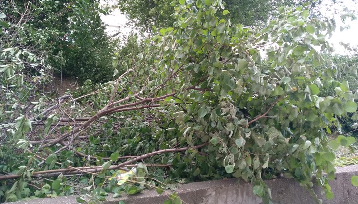 Така се грижим за екологията в Русе