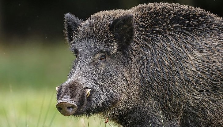 Първи случай на африканска чума е регистриран в ловно стопанство „Искър“