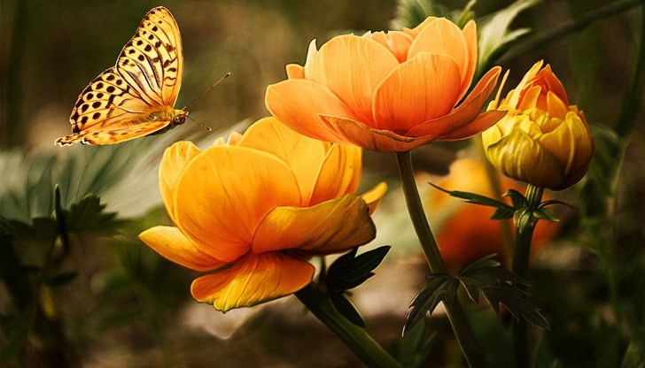 Вижте месечния хороскоп за всички зодии Вижте месечния хороскоп за всички зодии