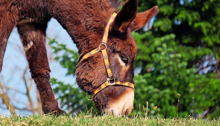 Задържани са трима извършители на кражба на животни в село Опанец Задържани са трима извършители на кражба на животни в село Опанец