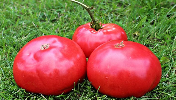 Нова схема за измами