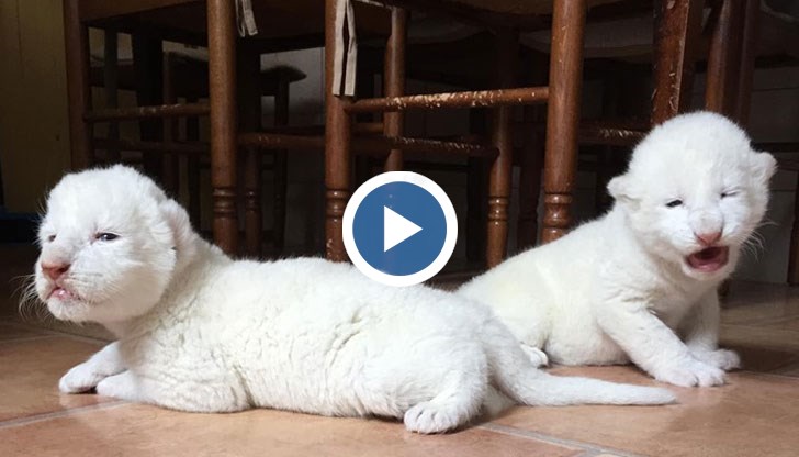 Нала и Симба са едни от малко останали от вида си