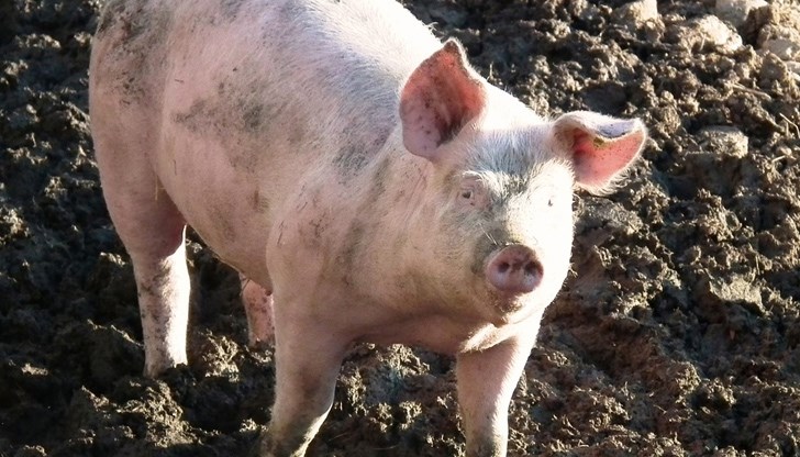 Властите призоваха стопаните да убият животните си до 2 август в седем области