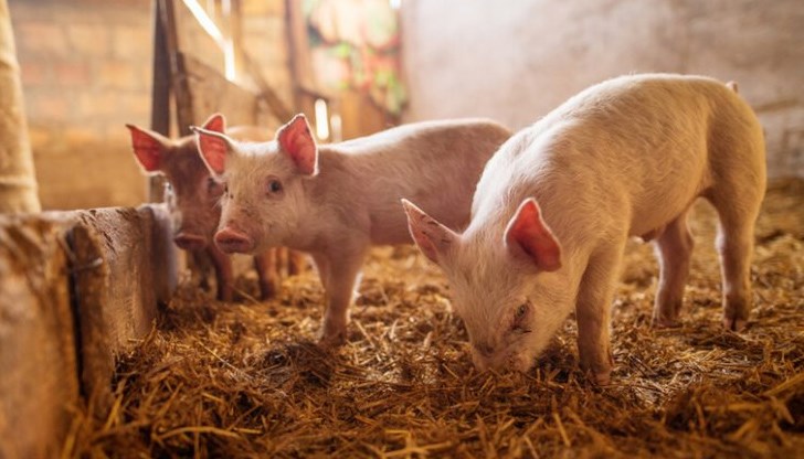 Целта е да бъдат разделени хората, да бъде насадена злоба между едри и дребни собственици Целта е да бъдат разделени хората, да бъде насадена злоба между едри и дребни собственици