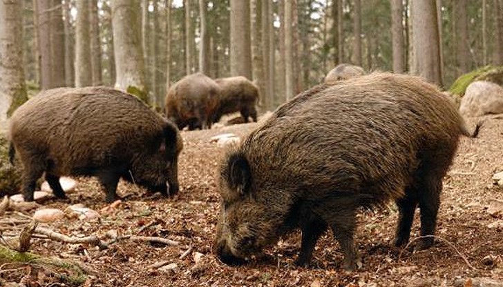 Намерена е мъртва дива свиня и на територията на община Борово