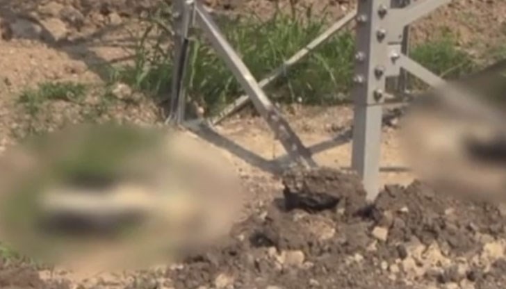 Птиците са станали жертва на електрическите жици в района Птиците са станали жертва на електрическите жици в района